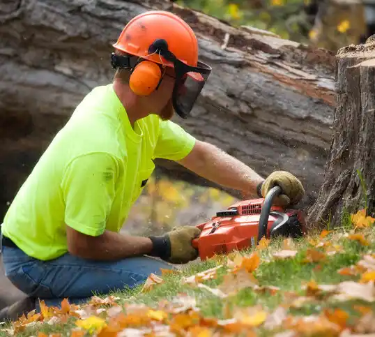 tree services Battlefield